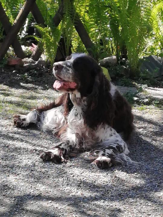 Perhekoiria joiden kanssa on kiva harrastaa.