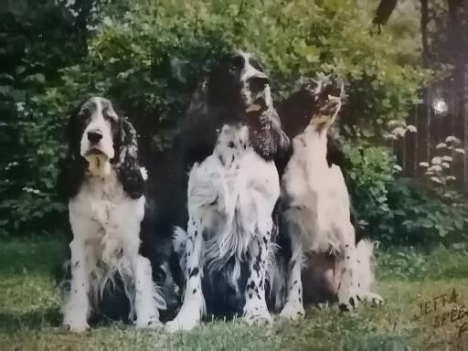 CIB & Fin Ch Rwyn Jetta, Fin Ch Feorlig Fortune Finder & E. Dirty Tricks