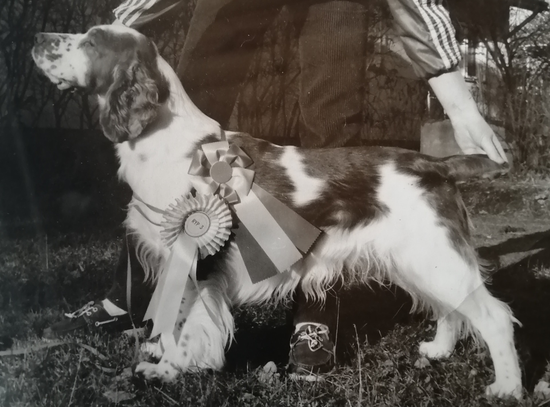 CIB N & Fin Ch Hillpark All Gold 