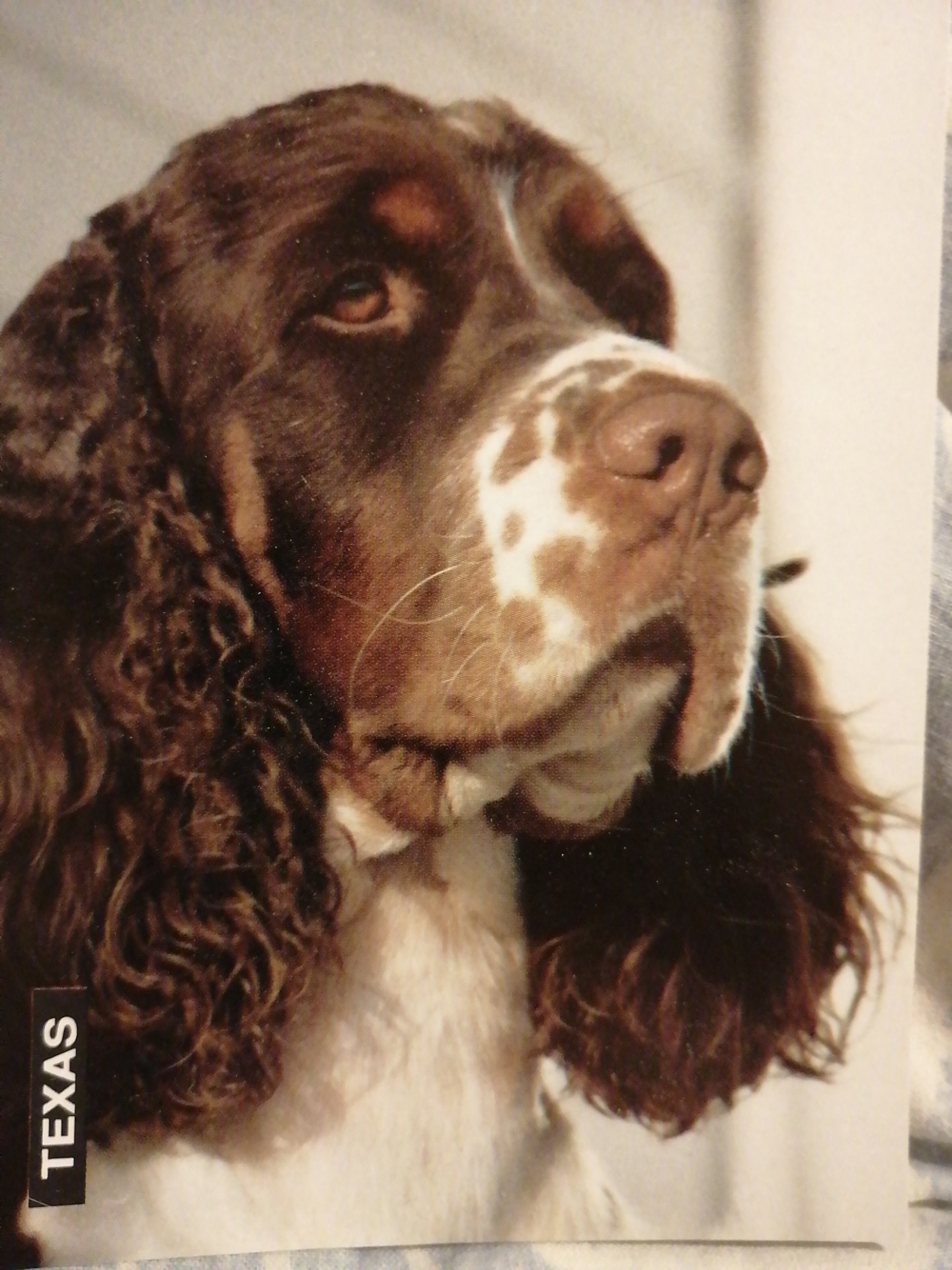 Fin Ch, Fin Tch E. Grand Canyon