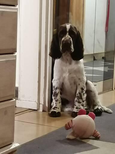 Goldmoore Dare to Dream "Bradley"