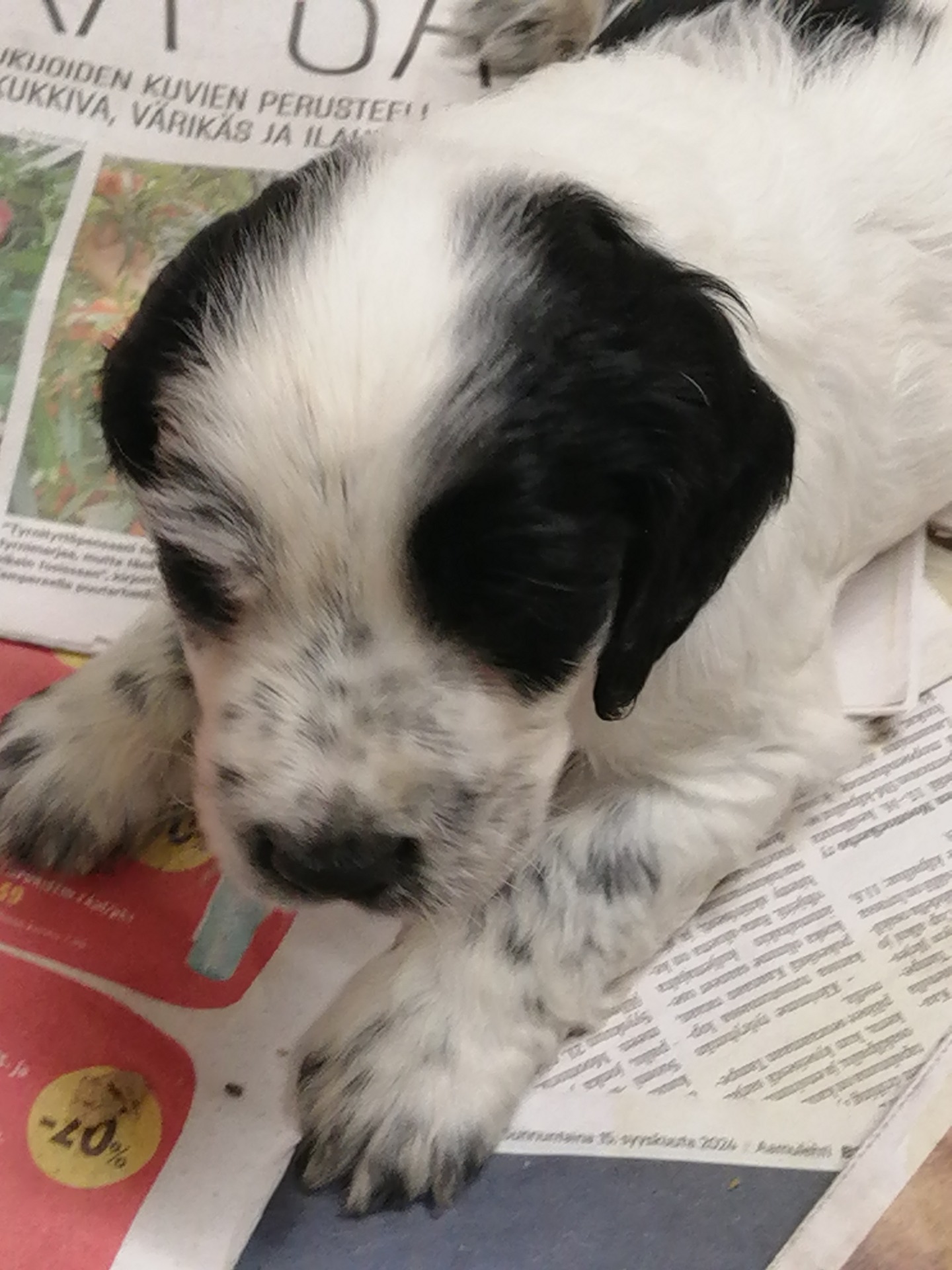 Musta /valkoinen uros