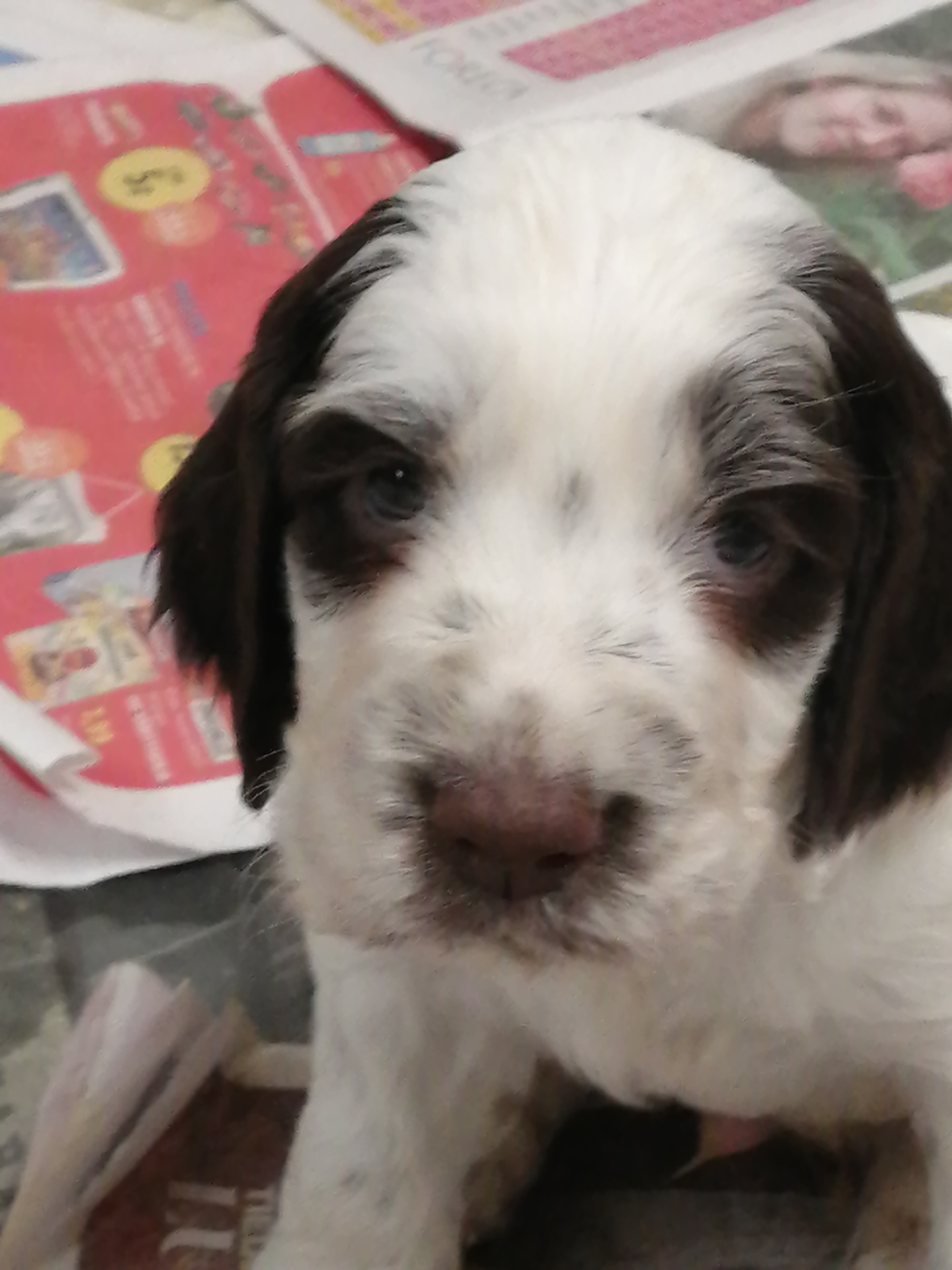 Maksa /valkoinen uros