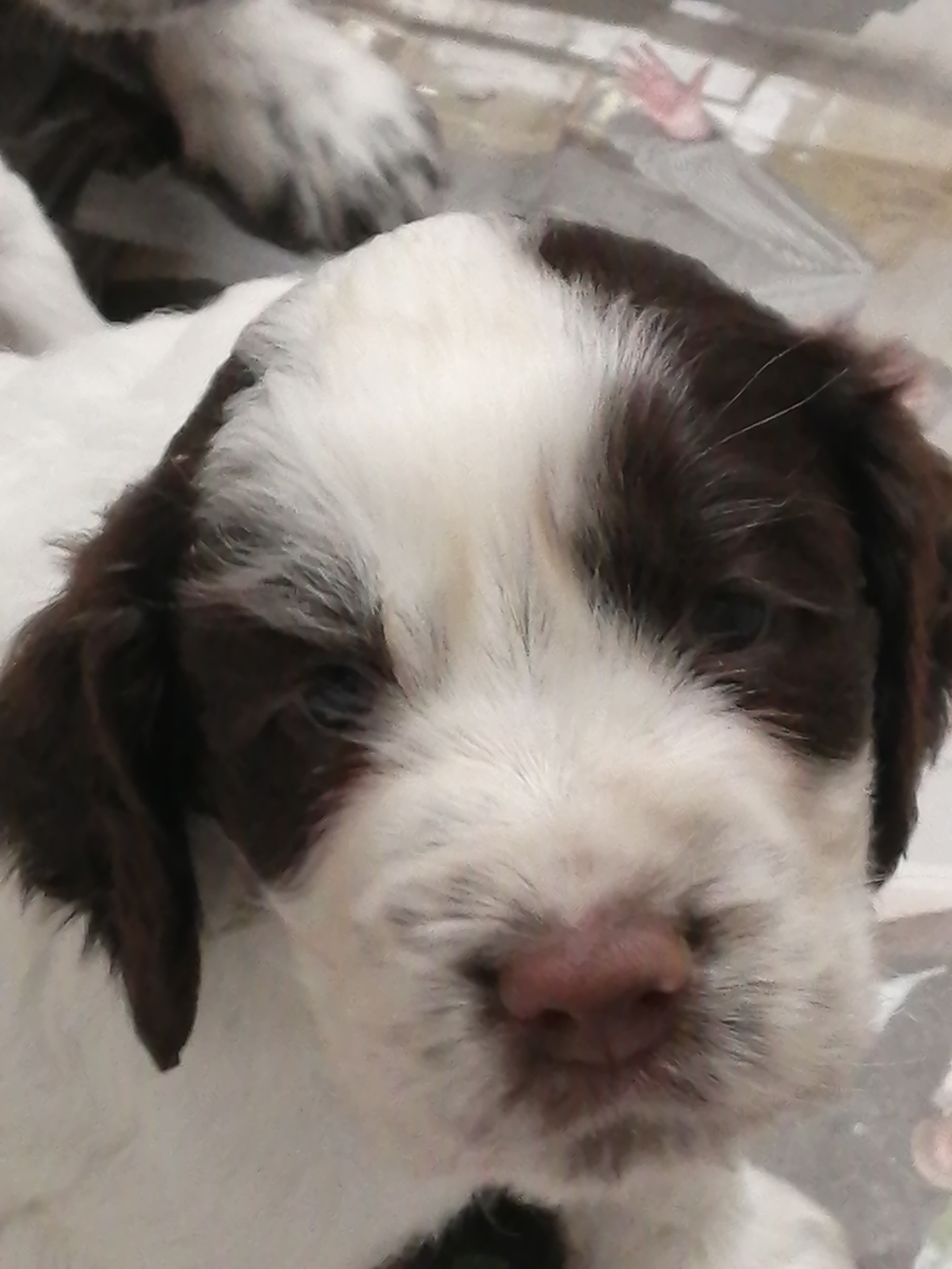 Maksa/valkoinen narttu