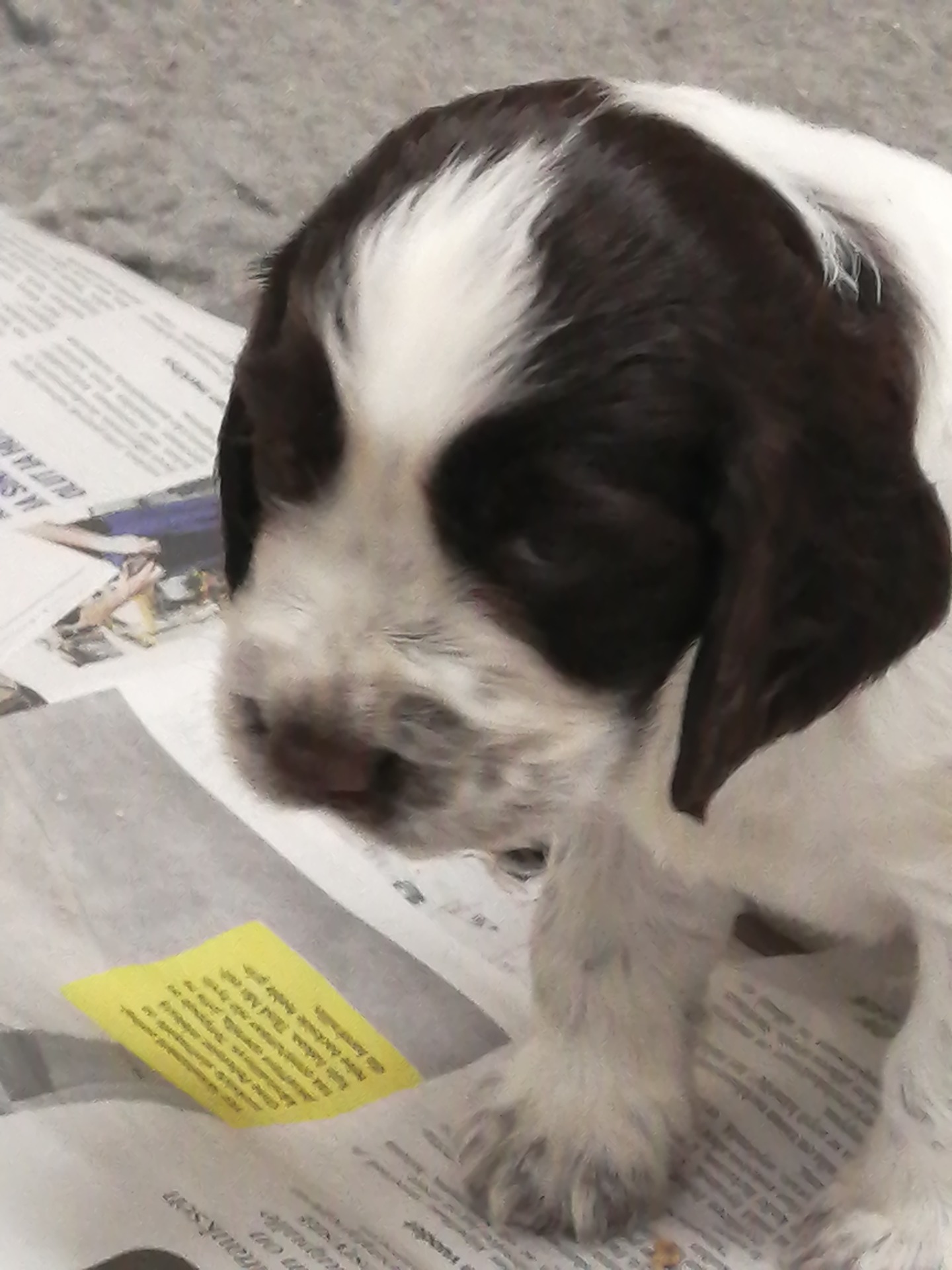 Maksa/valkoinen narttu